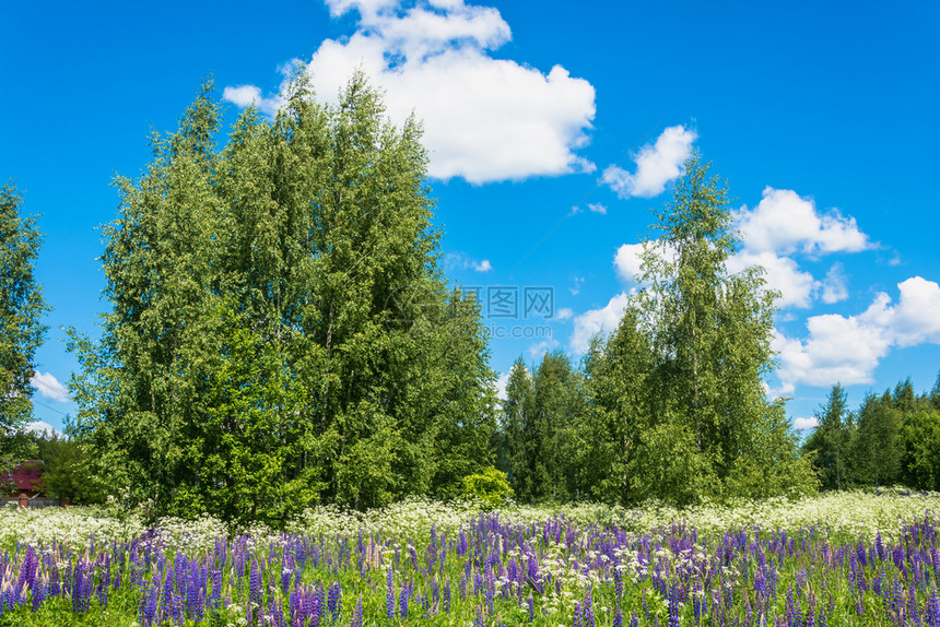 美丽的夏日风景紫色高亮度蓝的季节草图片