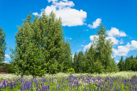 美丽的夏日风景紫色高亮度蓝的季节草图片