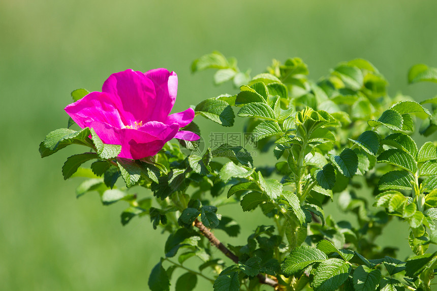 季节绿色背景的野玫瑰花朵园漂亮的图片