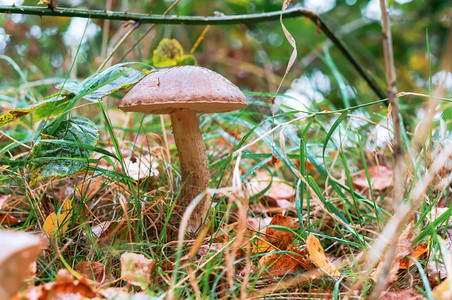 秋季山间美景和蘑菇图片
