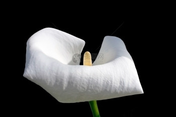 童贞热情单白色花朵在黑的白花朵上被孤立植物图片