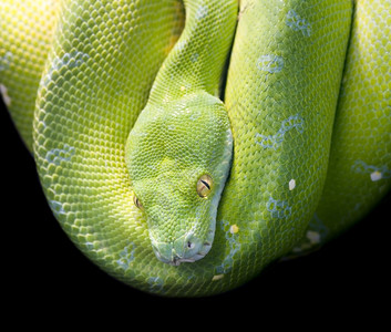 蟒皮蛇爱马仕冷血卷曲绿树皮顿莫雷利亚维里迪斯绿色背景