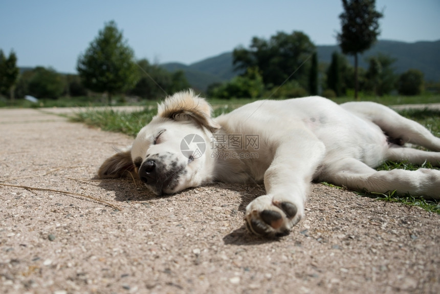 可爱的睡小狗在希腊苏美时期夏令犬类图片