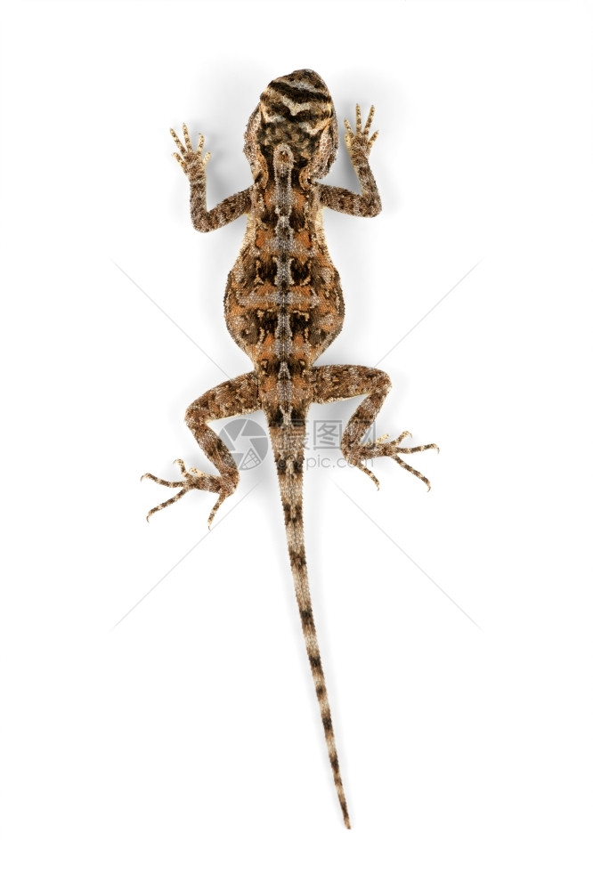 白色的AgamaAkulaata非洲女地面捕食者脚蜥蜴图片