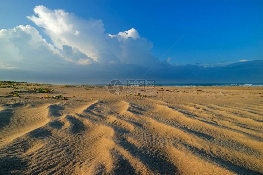 清晨的景色海滩南非沙上有风吹模式户外景区观图片