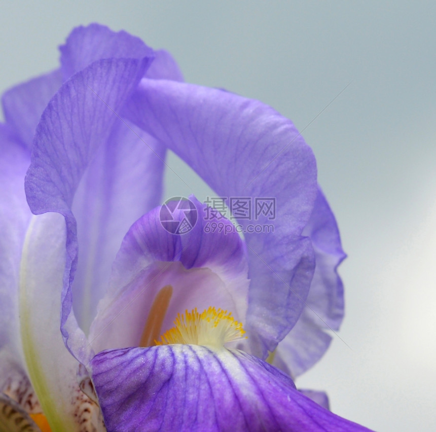 蓝色的鸢尾科植物蓝色花特写图片