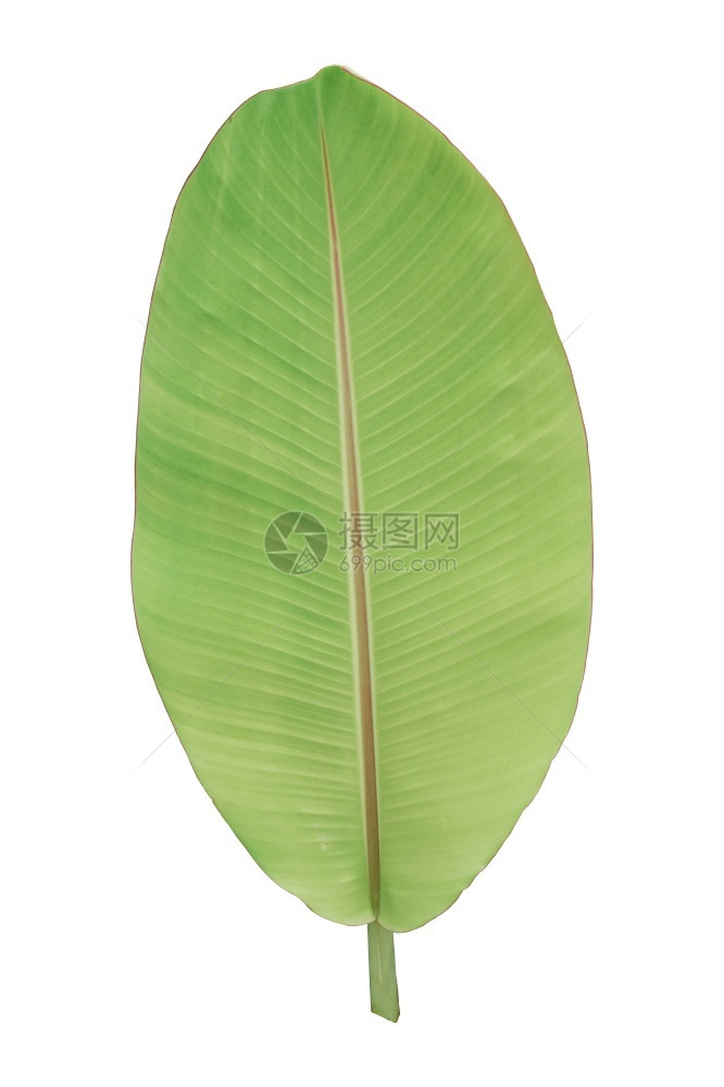 质地抽象的在白背景上隔离的绿香蕉叶带有剪切路径的物体单身图片