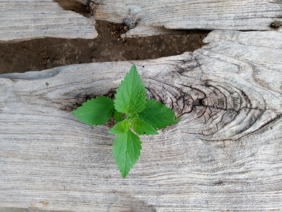 通过两根木制板种植物橡粗糙的泰国图片