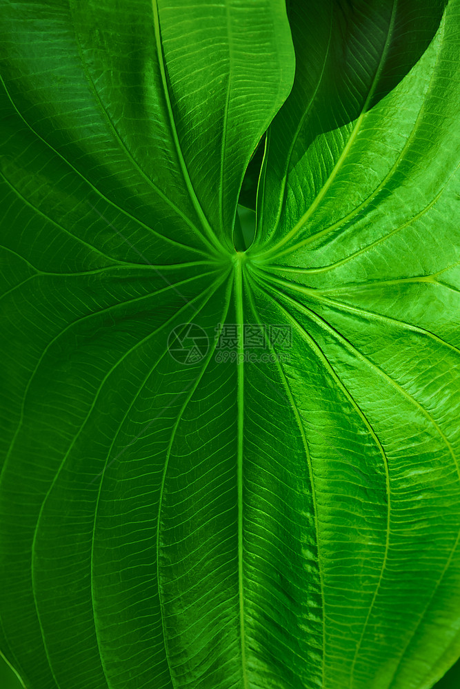 一种植物群热带的绿叶夏天图片