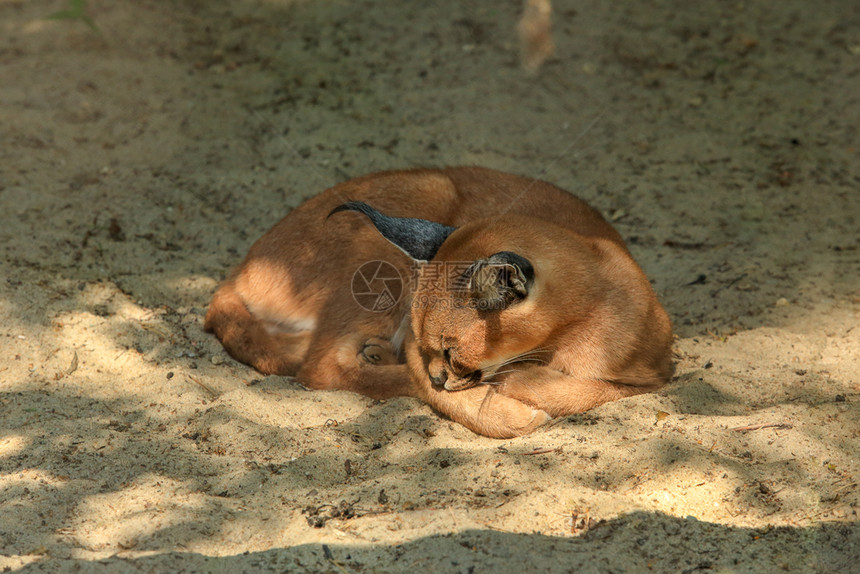 夜棕色的睡在沙狒毛皮图片