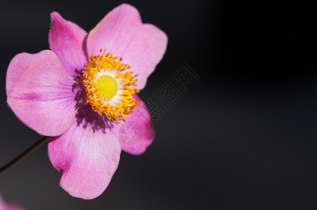 白色的紧贴着黑棕花朵的粉红阿内门花复古的盛开背景图片