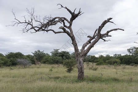 哺乳动物地平线以长颈鹿为背景的非洲南部自然保护区中的死树图片