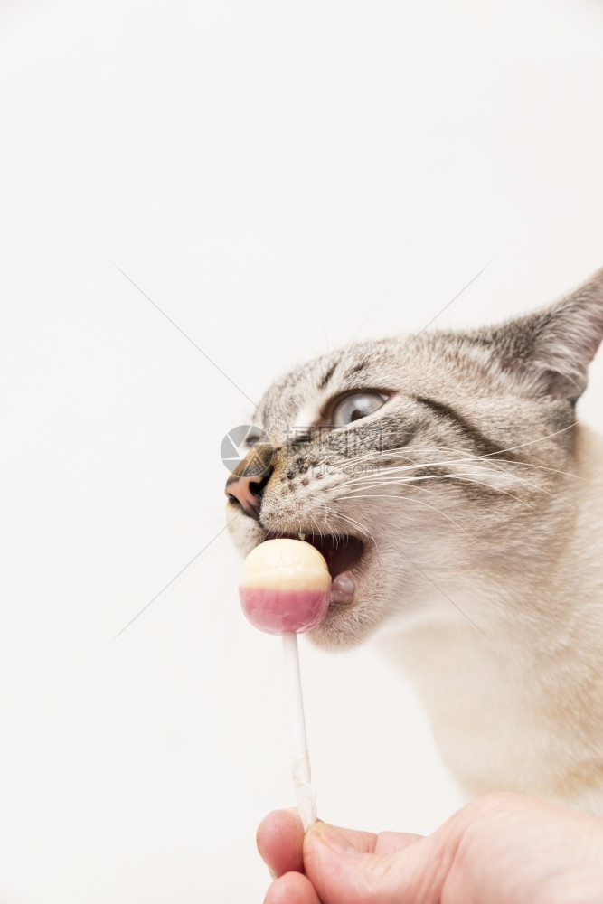 在甜食棒棒糖的可爱猫咪图片