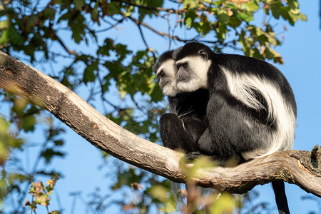 自然坐在树枝高处的曼特格莱扎科洛布斯格雷萨疣猴灵长类动物图片