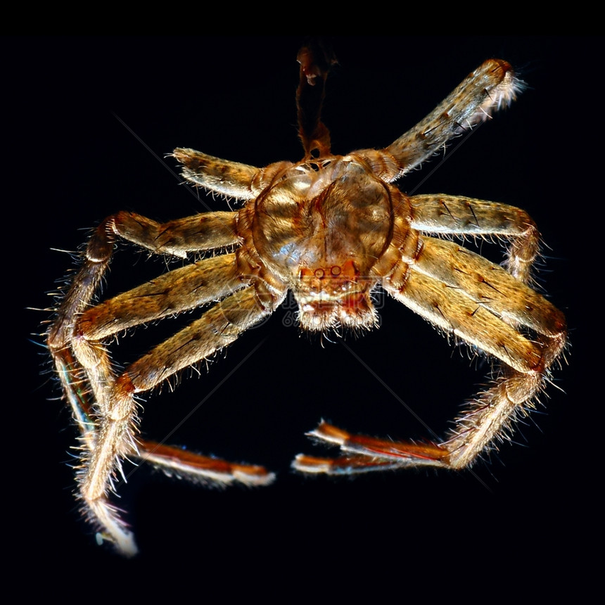 在黑色背景上分离蜘蛛织物动生学行图片