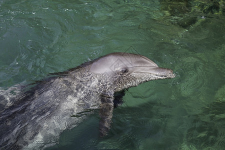 水中海豚背景图片