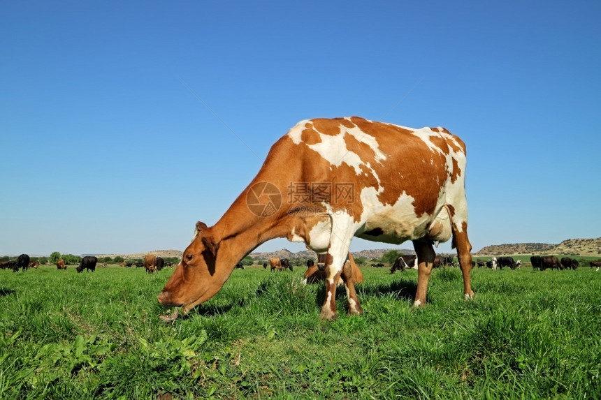 乡村的乳制品FriesianHolstein奶牛在青草绿牧场上放哺乳动物图片