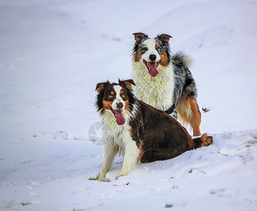 澳大利亚的男牧犬和女在玩完后坐雪舌上嘴里吐出雪舌女头男图片