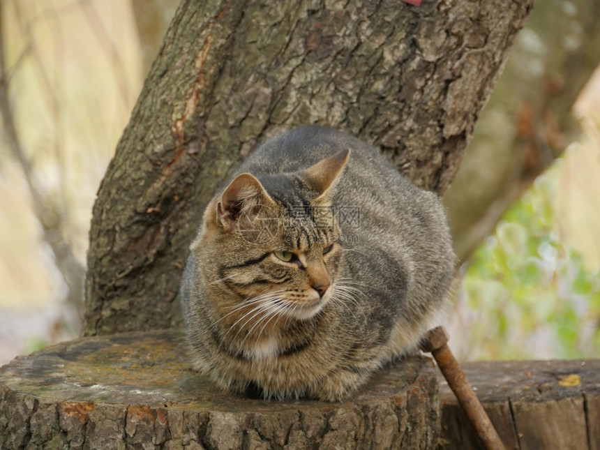 蹲在树上的可爱猫咪图片