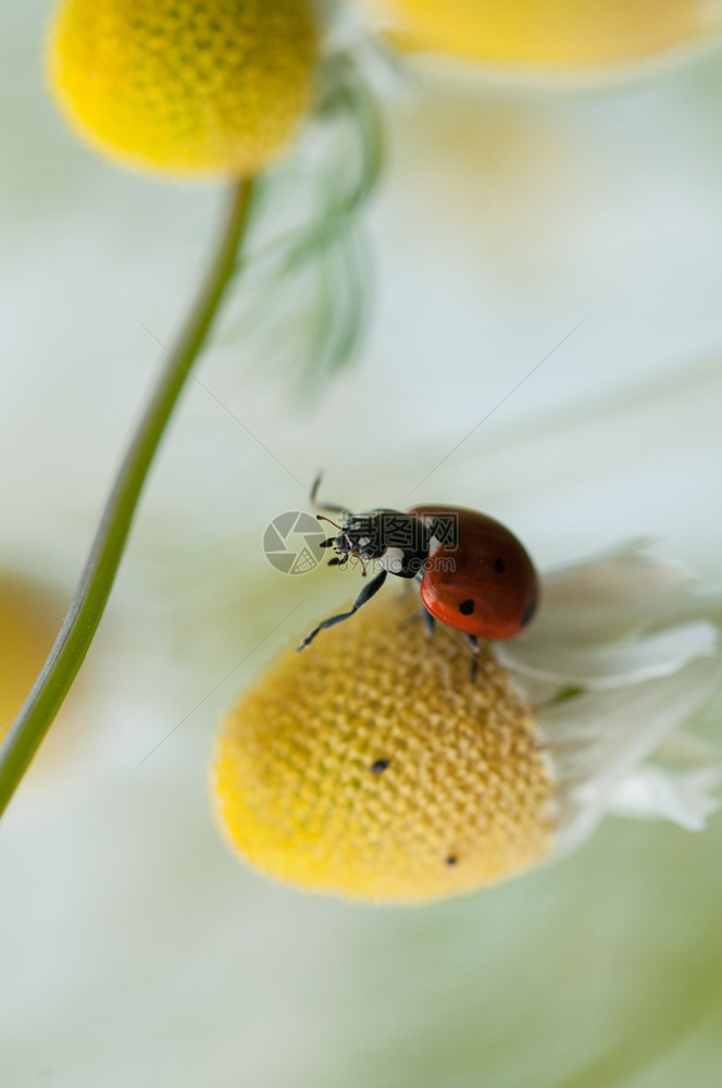 瓢虫欧洲的夏天沙莫米花上的Ladybug图片