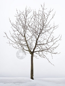 冷冻单一栽培冬季休眠的樱桃树寒冷高清图片