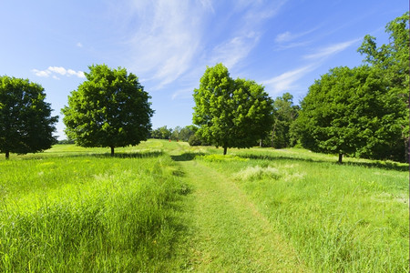 奥尔洛夫树景观季节分支图片