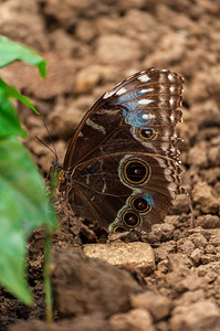 丰富多彩的蛾蓝色Morphopeleides蝴蝶的特写镜头飞图片