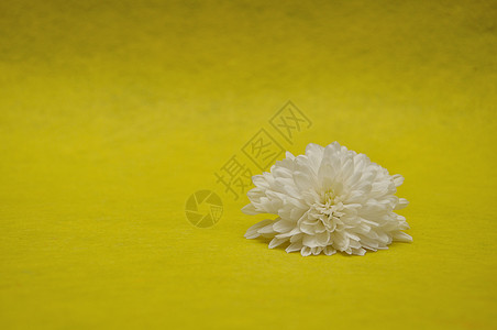 花的雏菊在黄色背景下被孤立的单一白箭星Name色的图片