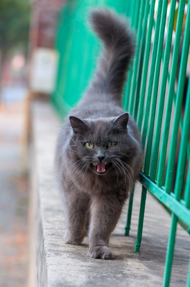 走在栏杆边上的灰猫图片