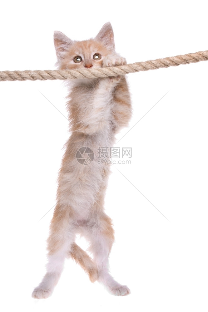 小猫挂在绳子上图片