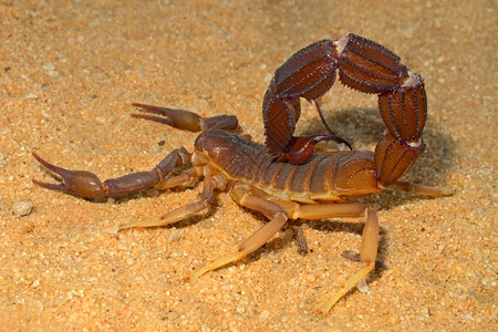 蝎钳子隐秘的南非卡拉哈里沙漠Parabuthhusspp地区生物背景