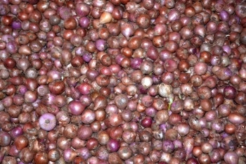 农业粉色的亚洲在斯里兰卡南部省丹格尔的市场摊位上富含多彩的洋葱图片