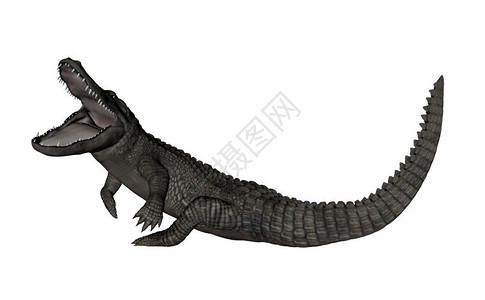 凯门鳄鳄鱼在白色背景中被孤立地咆哮3D化鳄鱼的咆哮3D化热带数字的怒吼设计图片