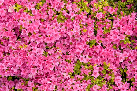 颜色花朵中的卡鲁梅阿萨莱亚杜鹃花粉色的图片