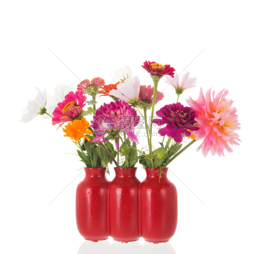 自然Dahlias和Zinnias的红色花瓶被白背景隔绝橙颜色图片
