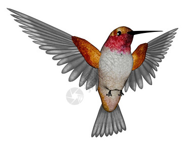 丰富多彩的禽类悬停以白色背景孤立飞行的翡翠蜂鸟3D变成鲁富蜂鸟3D图片