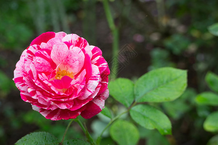 花园里美丽的粉红色玫瑰叶子花瓣图片