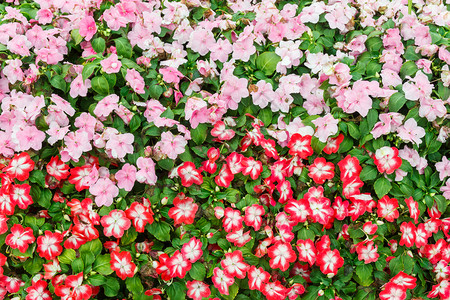 花瓣场地植物学五颜六色的红和桃天竺葵领域图片