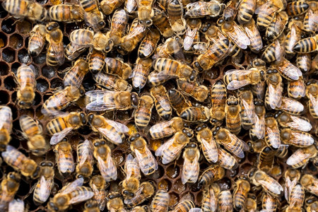 蜂巢中蜡窝上的蜜特写有机环境梳子图片