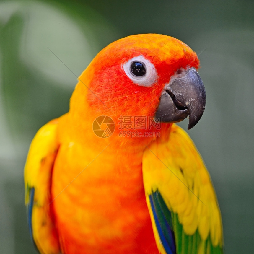 爱热带禽类色彩多的黄鹦鹉太阳康稳Airateasolstitialis头形图片