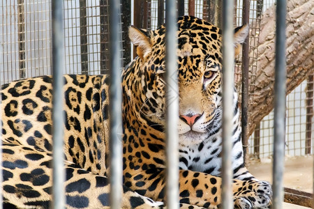 关在笼子里的猎豹图片