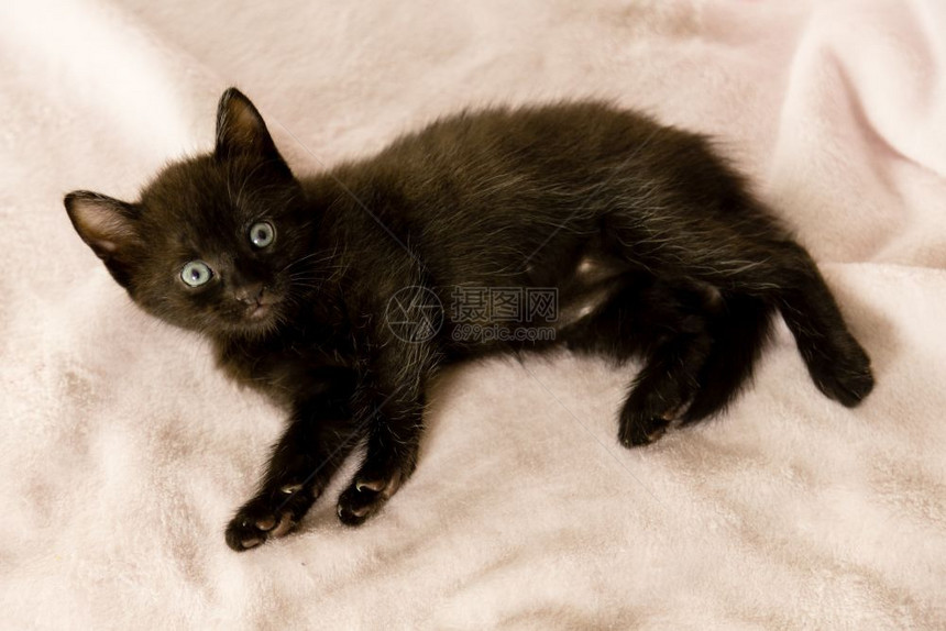 黑色小猫躺在毯子上图片