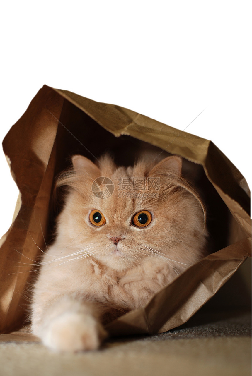 纸袋里的猫咪图片