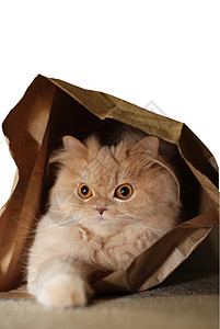 纸袋里的猫咪高清图片