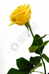 黄色的玫瑰花高清图片