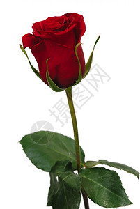 花店瓣白色背景的单红玫瑰一种高清图片