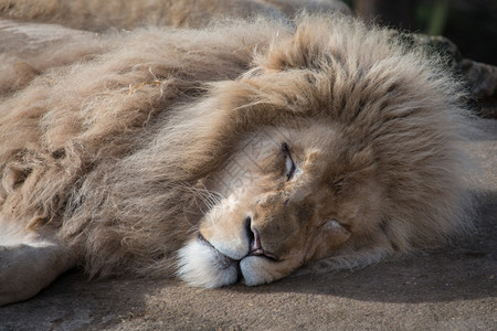 男狮子在阳光下睡着俘虏打哈欠鬃毛图片
