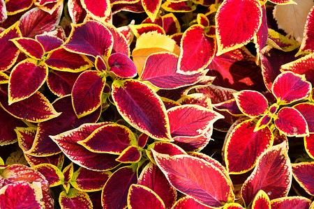 墙纸花的在秋天园里切开紫黄色叶子的颜植物学图片