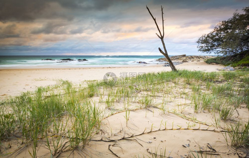 树假期澳大利亚在昆士兰斯特劳克岛者海滩的日出自然图片