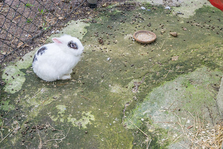 肖像兔子紧地坐在上着可爱的毛发白兔国内图片